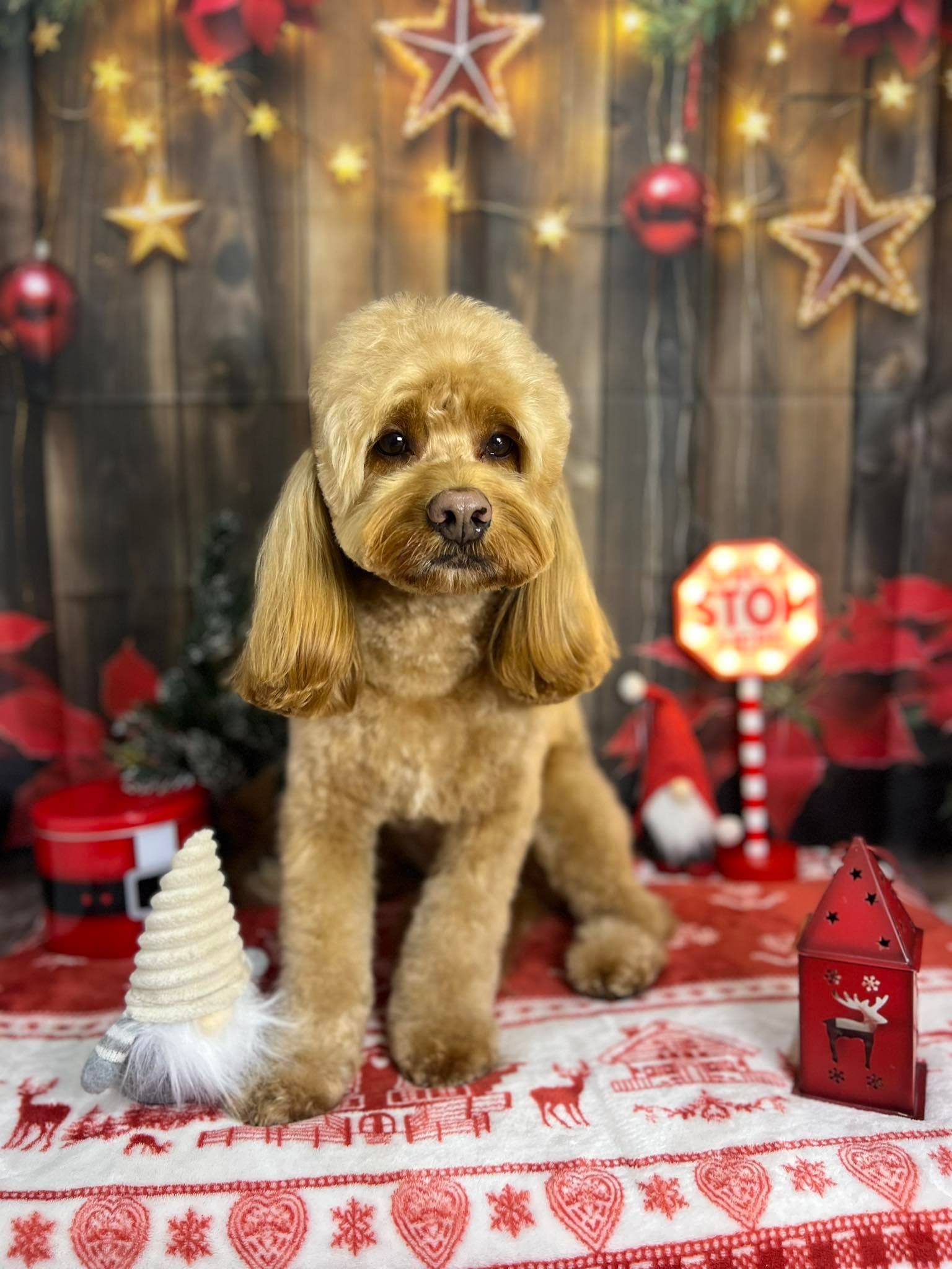 Nagy Eliza kutyakozmetikus