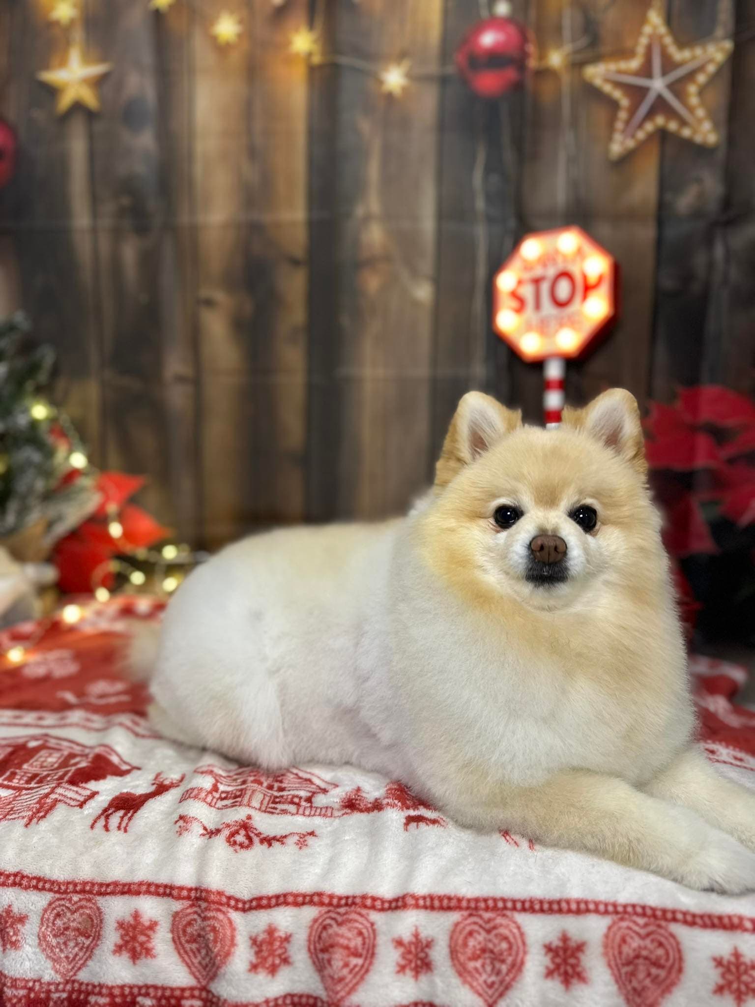 Boldog kutya 3 a Pacsi Kutyakozmetikában