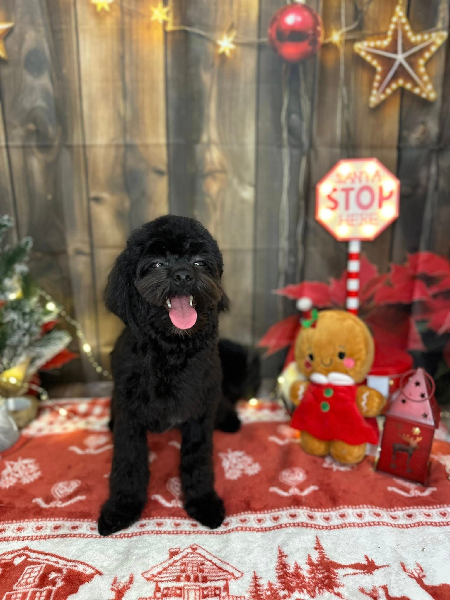 Boldog kutya 4 a Pacsi Kutyakozmetikában