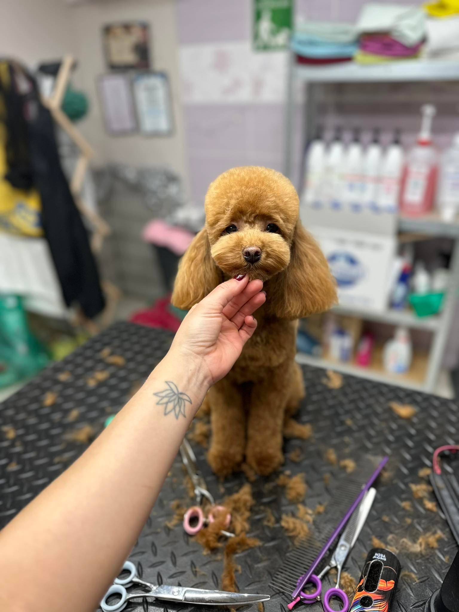 Boldog kutya 5 a Pacsi Kutyakozmetikában