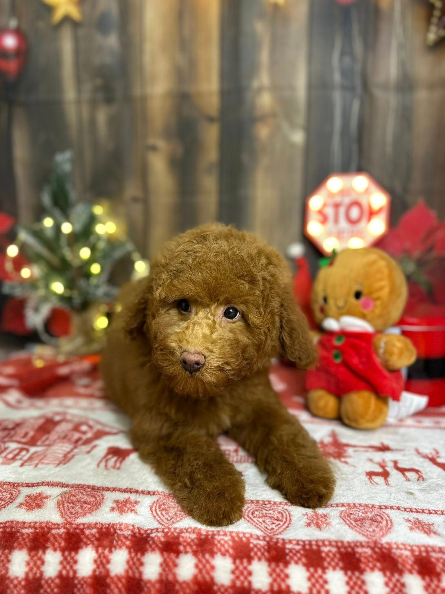 Boldog kutya 6 a Pacsi Kutyakozmetikában